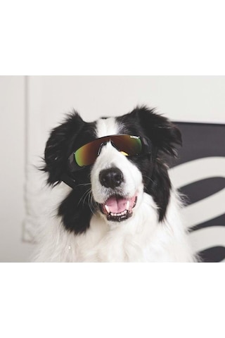 M-pets Sunny Sunbather Köpek Gözlüğü Siyah