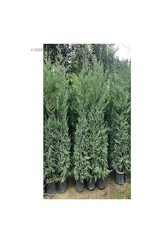 Videolu Kokulu 1 Adet Leylandi Fidanı 30-70cm Saksılı\tüplü "leyland Cypress Sapling