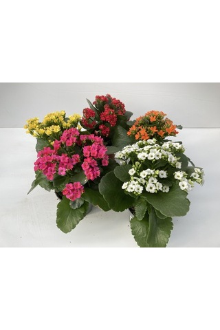Kalanşo Çiçeği Kalanchoe - 5 Adet Karışık Renklerde