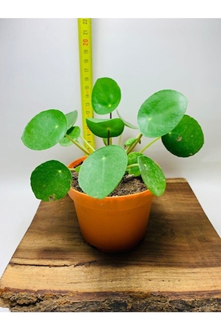 Pilea Salon Bitkisi Ke16