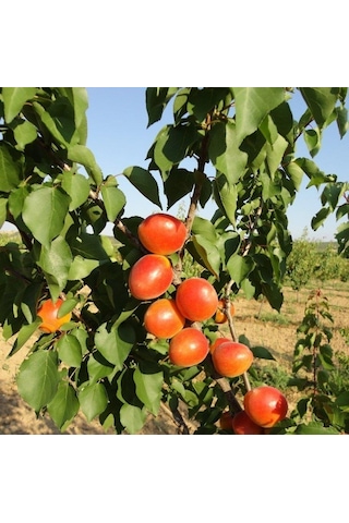 Tüplü Aşılı Aldeniz Perfect Red Cinsi Kayısı Fidanı +80cm