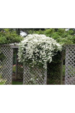 10+ Adet Clematis Çiçeği Tohumu Muhteşem Kokulu