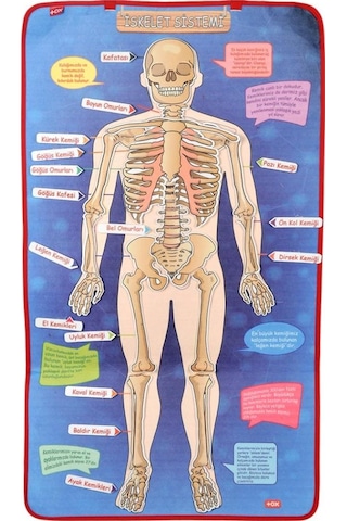 Tox İskelet Sistemi Keçe Duvar Panosu . Eğitici Oyuncak
