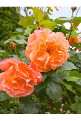 Avantajlı Sarmaşık Gül Turuncu Renkli 60 80 Cm 1 Adet Saksılı Aşılı Gül Orange Rose