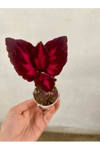 Kırmızı Bordo Renk Yaprak Güzeli Çiçeği Fidanı 1 Adet