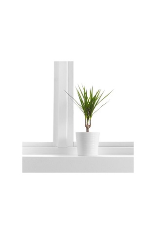 Ikea Dracaena Margınata Canlı Bitki, Yeşil, 12 Cm, Dragon Ağacı