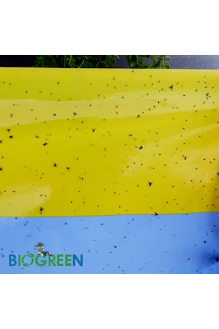 30 X 100 Cm Yapışkan Sarı Mavi Rulo Tuzak