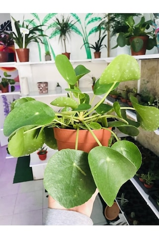 Pilea Salon Bitkisi