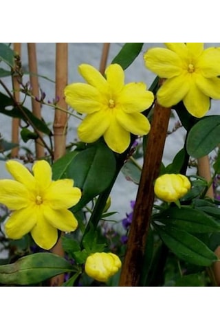 Sarı Arap Yasemin Fidanı Saksılı 1-2 Yaş Arası