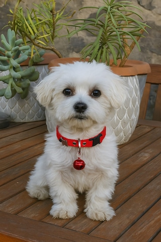 Mıt Köpek Figürlü Zilli Boyun Tasması Kırmızı Kırmızı Mıt Köpek Figürlü Zilli Boyun Tasması Kırmızı Kırmızı