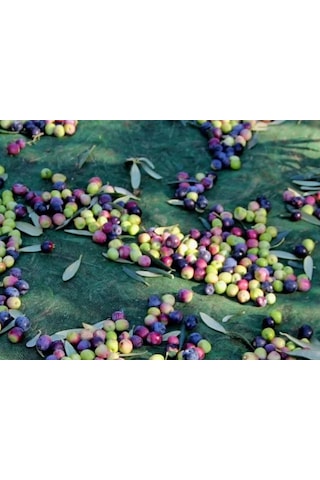 Nzl File Ambalaj Dut Toplama Filesi - 75'lik Yeşil File - Kurutma Filesi - Hasat Filesi - Fıstık Filesi