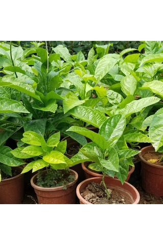 Aşılı. İri Taneli Mor Pasiflora Alp1071 . Saksıda