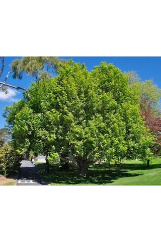 Fidan Doğu Çınar Fidanı 1.40-1.60 Cm Boy 1 Adet