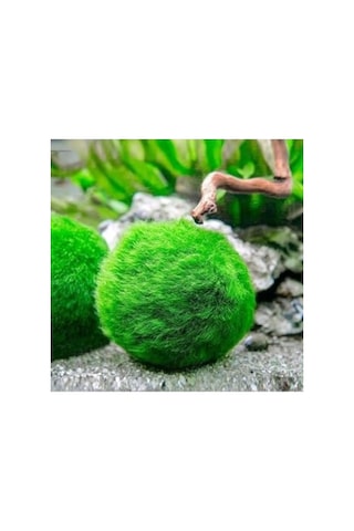 Canlı Marimo Moss Ball Yosun Topu 2-3cm Dekoratif Bitki 41bordocipsobeyaz
