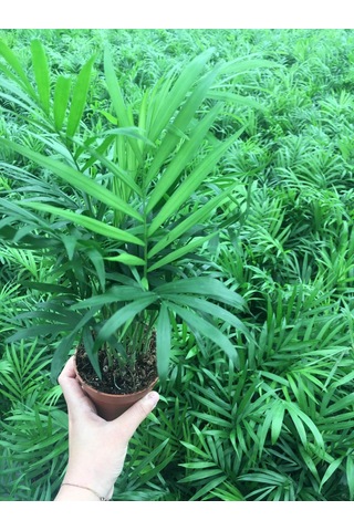 Chamaedorea Elegans - Dağ Palmiyesi - 30-40 Cm