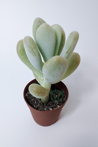Pachyveria Oviferum Ay Taşı Sukulent Moonstone Özel Tür