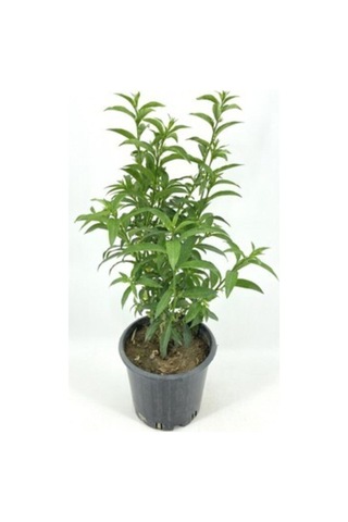 Videolu Kokulu Melisa Çiçeği Fidanı 30-45 Cm Saksılı Çiçekli Bodur Bitkiler Lemon Balm