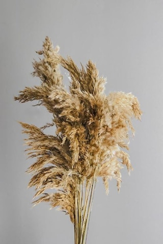 Alyones Kuru Çiçek 10'lu Büyük Demet Pampas 100cm Doğal Renk