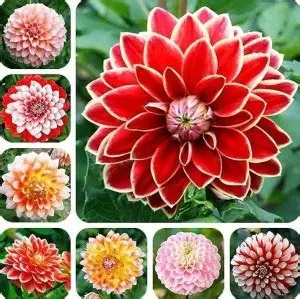 104 Adet Bodur Yıldız Dahlia Çiçeği Yumrusu Karışık 15 Renk .yumru Boyu 9 Cm . Yeni Mahsul.çiçekli Boyu 45 Cm.