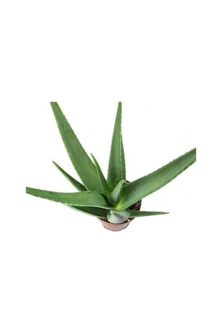 Aloe Vera Bitkisi Sarısabır Cilt Için Uygun Jel Aleovera 30 - 40 Cm