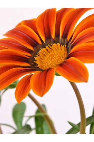Turuncu 1 Adet Gazanya Çiçeği Saksılı 30-50cm Gazania Flower