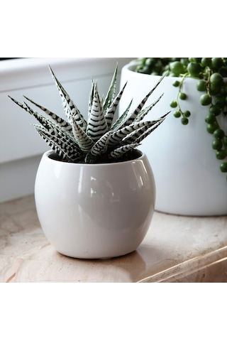 Zebra Sukulent Haworthia Fasciata Alba Beyaz Benekli Özel Tür Suk