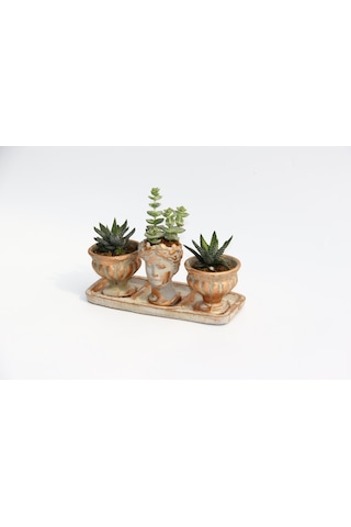 Trio Helen Orange Sukulent Seti - Haworthia Pumila. Crassula
