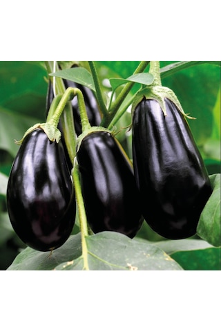 Bykurt Topan Patlıcan Tohumu - Siyah Mor Renkli, Verimli, Sofralık Ve Sanayiye Uygun Topan Patlıcan Tohumu