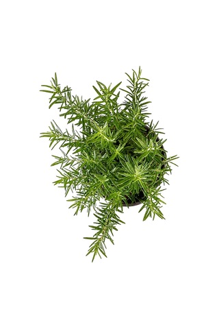 Zevli Canlı Aromatik Mutfak Bitkileri Biberiye Fidesi