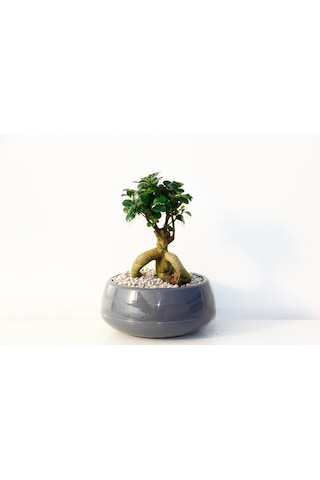 Bonsai Saksısı Antrasit 2 Lt - Drenaj Hazneli