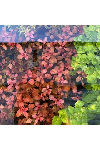 Ludwigia Mini Süper Red Akvaryum Bitkisi Yeşil Formda 5 Dal