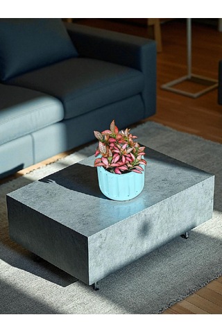 Bitkitürk-turkuaz Beton Saksıda Fittonia Ofis Salon Bitkisi