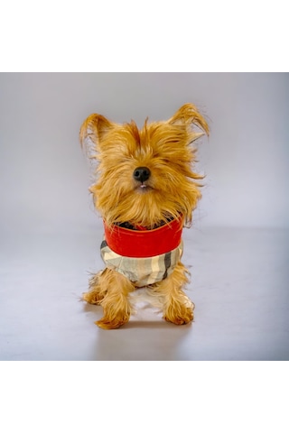 Kemique Stripe Orange Su İtici Köpek Yağmurluğu