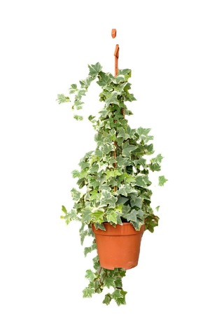 Kartopu Çiçeği 1 Adet +hedera Helix 1 Adet+sarı Gazanya Hediye Saksılı Bahçe Seti