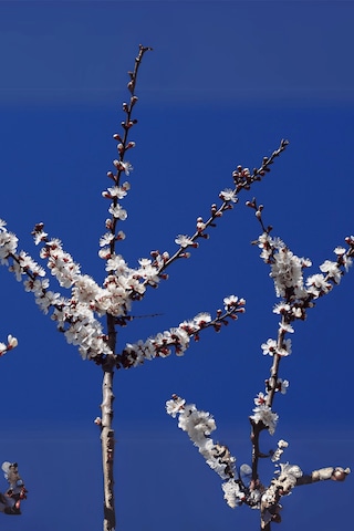 Tüplü İri Malatya Kayısı Fidanı