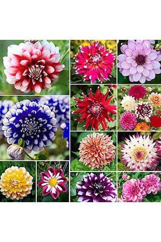 99 Adet Bodur Yıldız Dahlia Çiçeği Yumrusu Karışık 15 Renk .yumru Boyu 9 Cm . Yeni Mahsul.çiçekli Boyu 45 Cm.