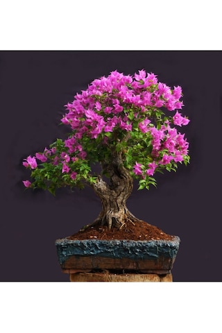 Bonsai Begonvil Tohumu Tropikal Çiçek Tohumları 5 Adet Tohum