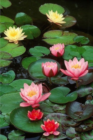 Lotus Çiçeği Tohum Nilüfer Çiçeği Tohumu 5 Adet Tohum