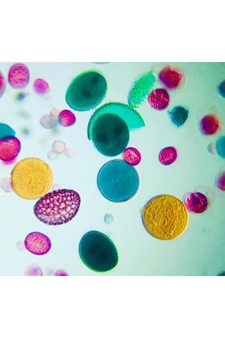 Foldscope Cep Mikroskobu Gezgin Seti