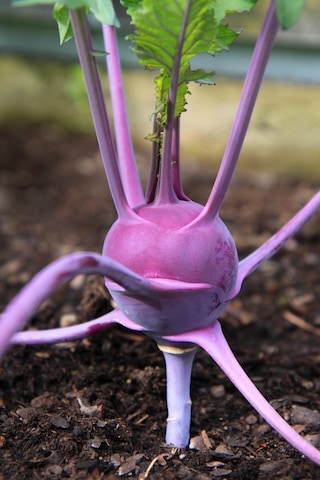 Mor Kohlrabi Tohumu Geleneksel Mor Alabaş Purple Vienna