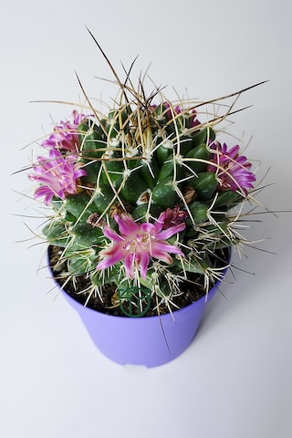 Mammillaria Magnimamma Nadir Kaktüs Özel Tür Nadide Kaktus Tekli