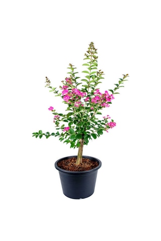 Pembe Oya Ağacı Fidanı 1 Adet Saksılı 30-60cm Çiçekli Ağaç