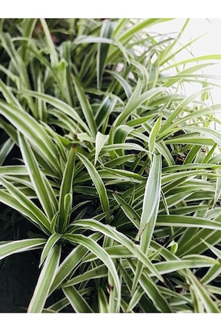 Foliumbotanik Kurdele Çiçeği Ke57