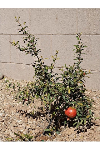 Bodur Süs Narı Fidanı 40-60 Cm Saksılı Çiçekli Bodur Bitkiler Pomegranate Tree