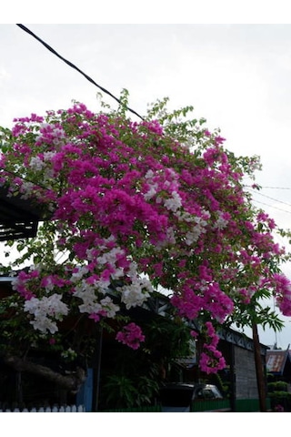 Pembe Begonvil Çiçeği 30 60 Cm 1 Adet Saksılı/ Tüplü Bahçe Bitkisi Bougainvillea Diğer
