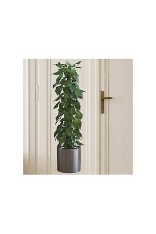 Saksılı Bitki Tasarımlı Yapışkanlı Sticker Resim 90 30 Cm 5047 Açık