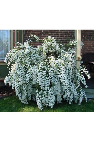 Keçi Sakalı Fidanı 60-80 Cm Boy Gösterişli Çiçekli Bahçe Bitkisi