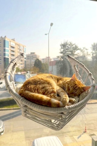 Reyo Lüxperi Hilal Kedi Cam Yatağı & Vantuzlu Cam Yatağı & Kedi Pencere Yatağı Açık Gri