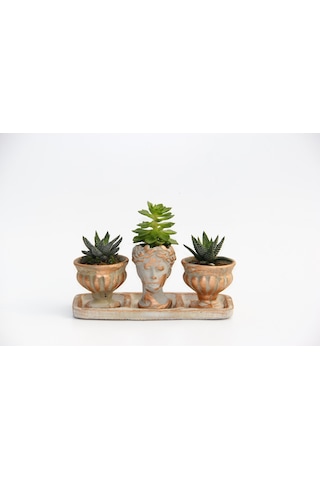 Trio Helen Orange Sukulent Seti - Haworthia Pumila. Echeveria