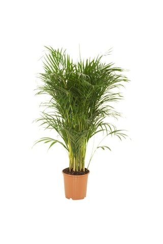 Areka Salon Palmiyesi 80-100 Cm